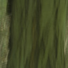 Louise Dudis, Painted Tree 0082, 2010